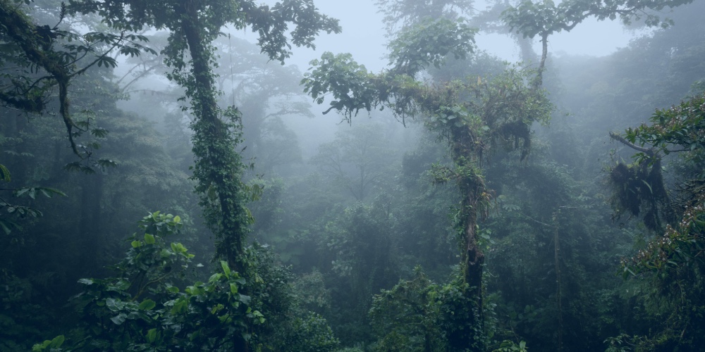 Monteverde / Cloud Forest